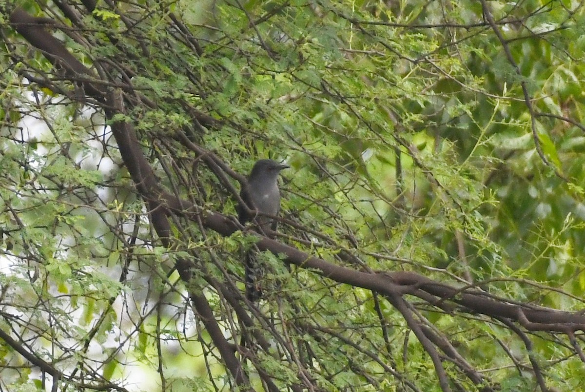 Cuco Pechigrís - ML644622234