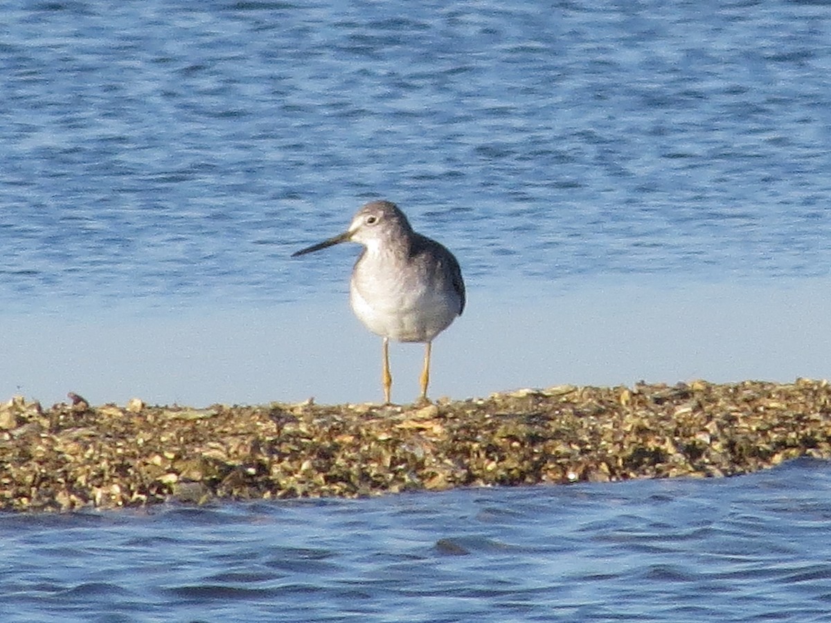 Greater Yellowlegs - ML644622240