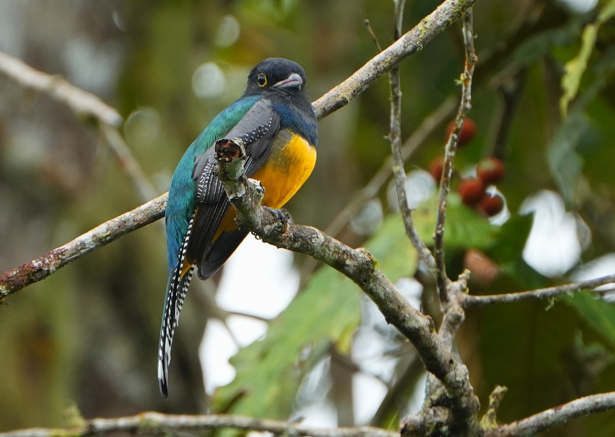 Gartered Violaceous Trogon - ML644622243