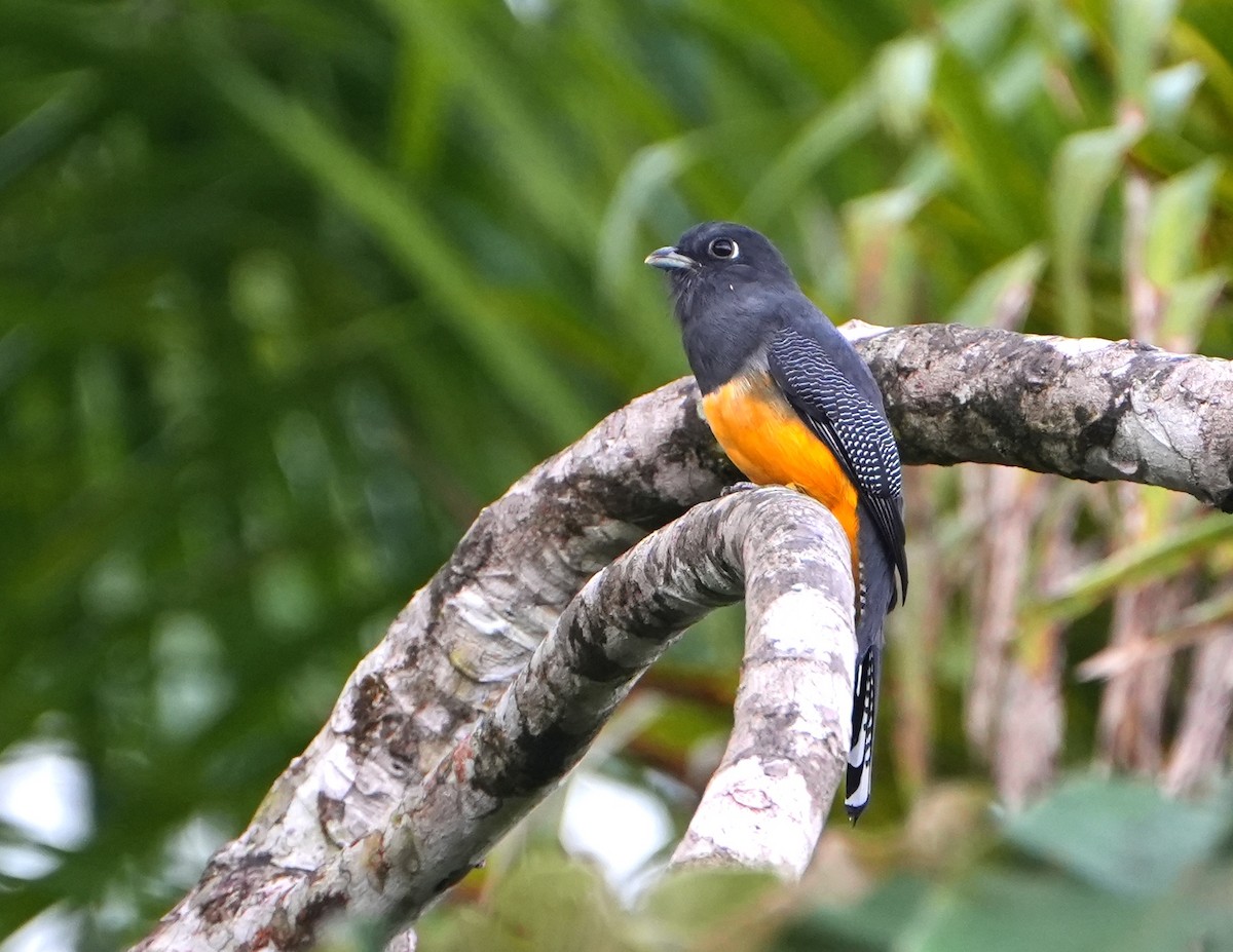 Gartered Violaceous Trogon - ML644622244