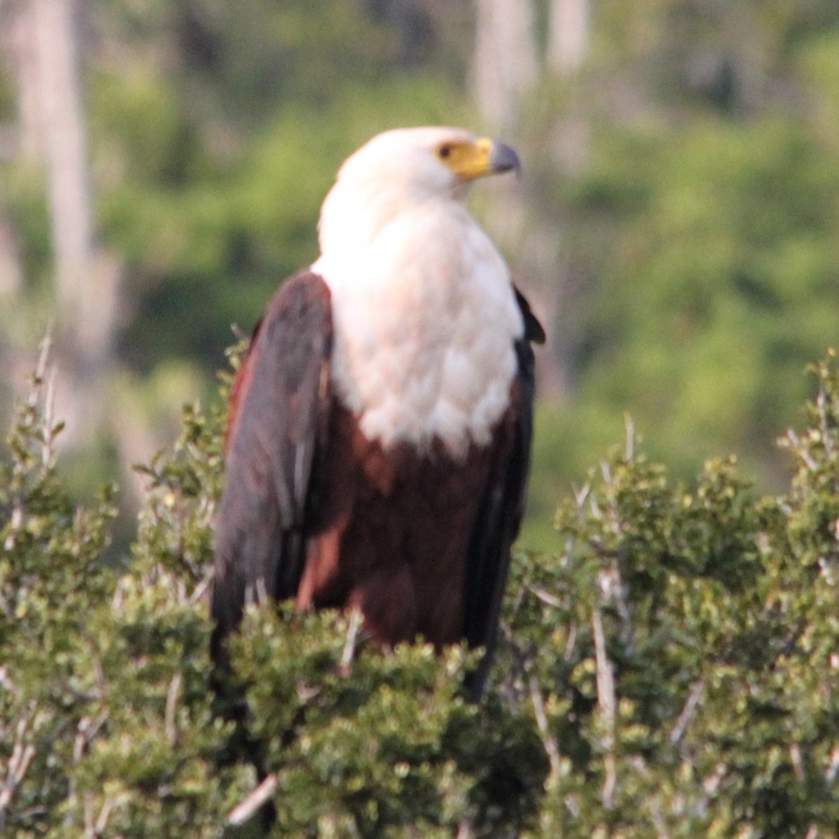 African Fish-Eagle - ML644622247