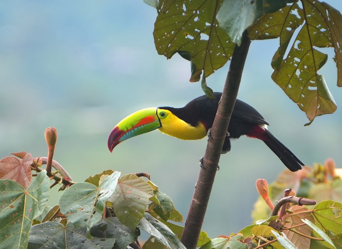 Keel-billed Toucan - ML644622254