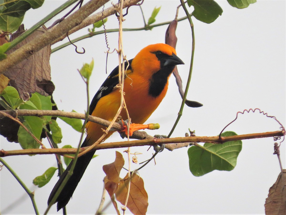 Altamira Oriole - ML644622261