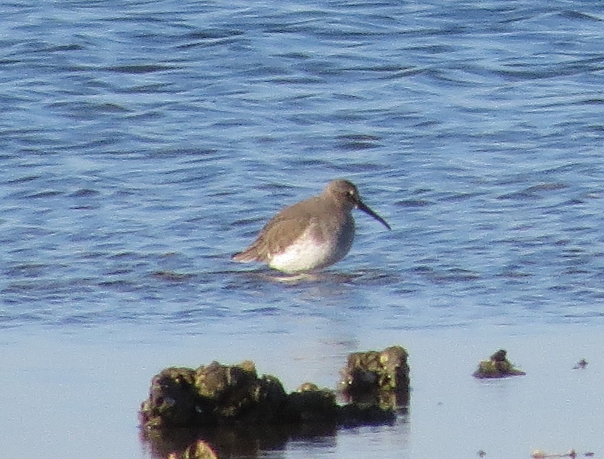 Dunlin - ML644622267