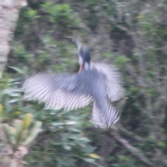 Giant Kingfisher - ML644622276