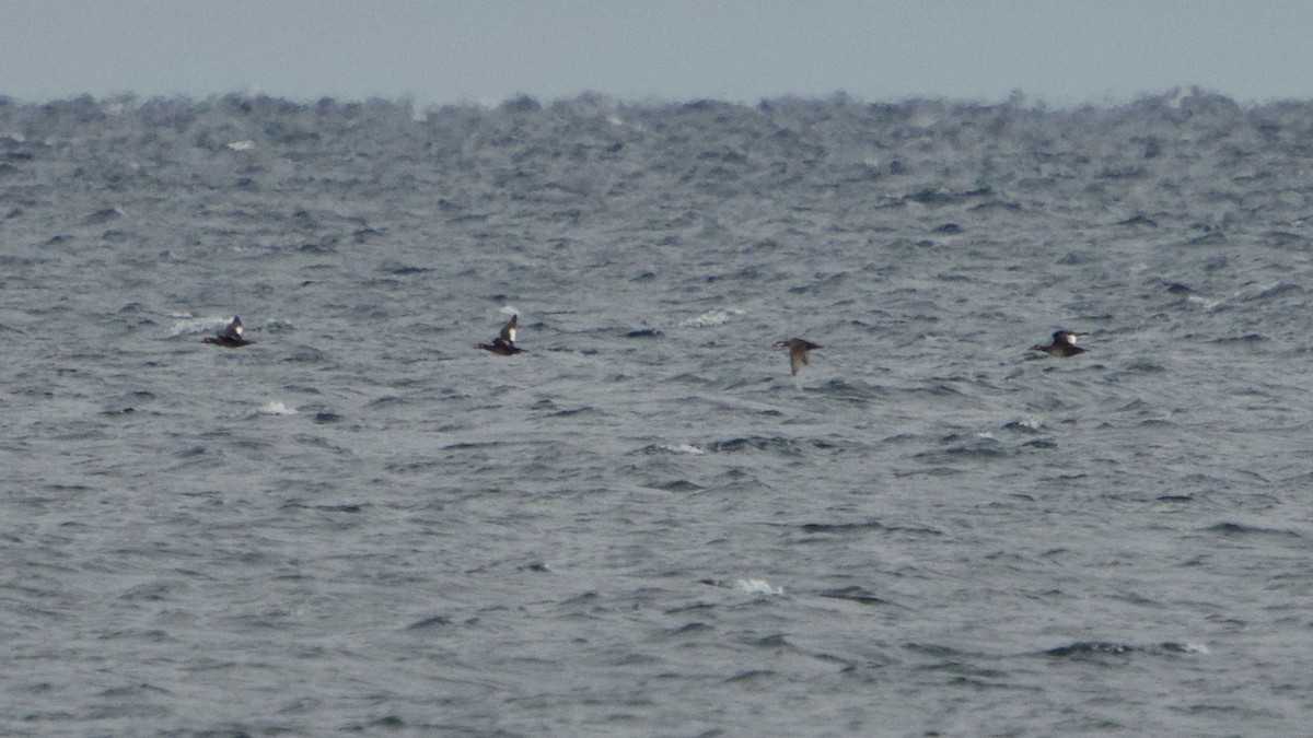 turpan žlutozobý - ML644622277