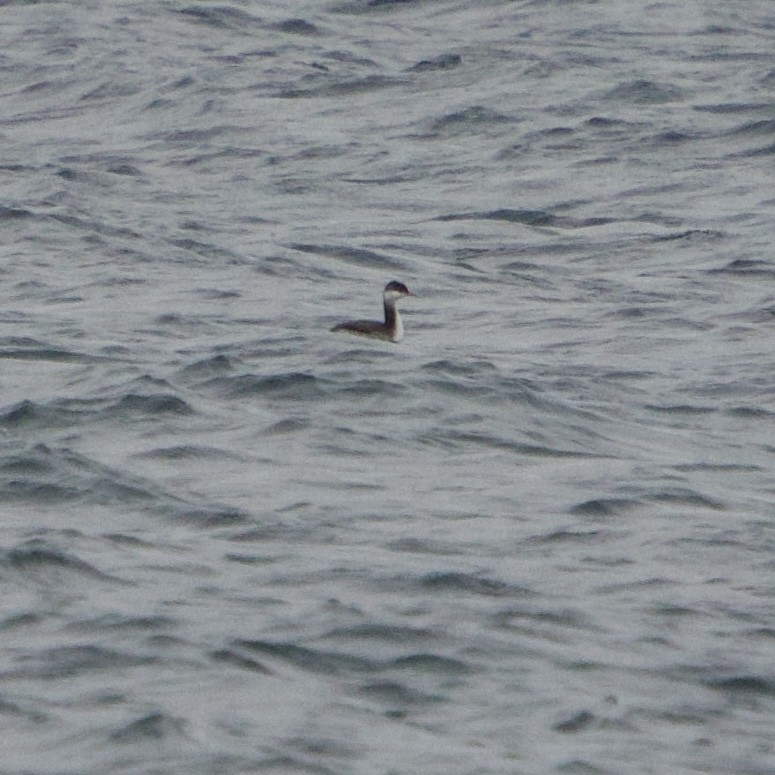 Ухаа шунгуур - ML644622283