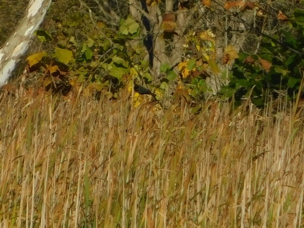 Red-winged Blackbird - ML644622284