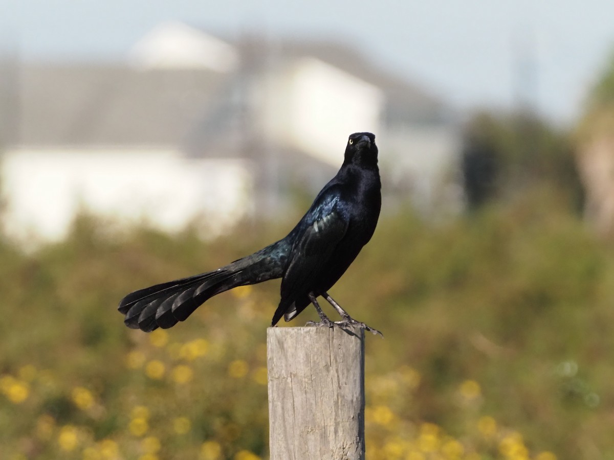 Great-tailed Grackle - ML644622287