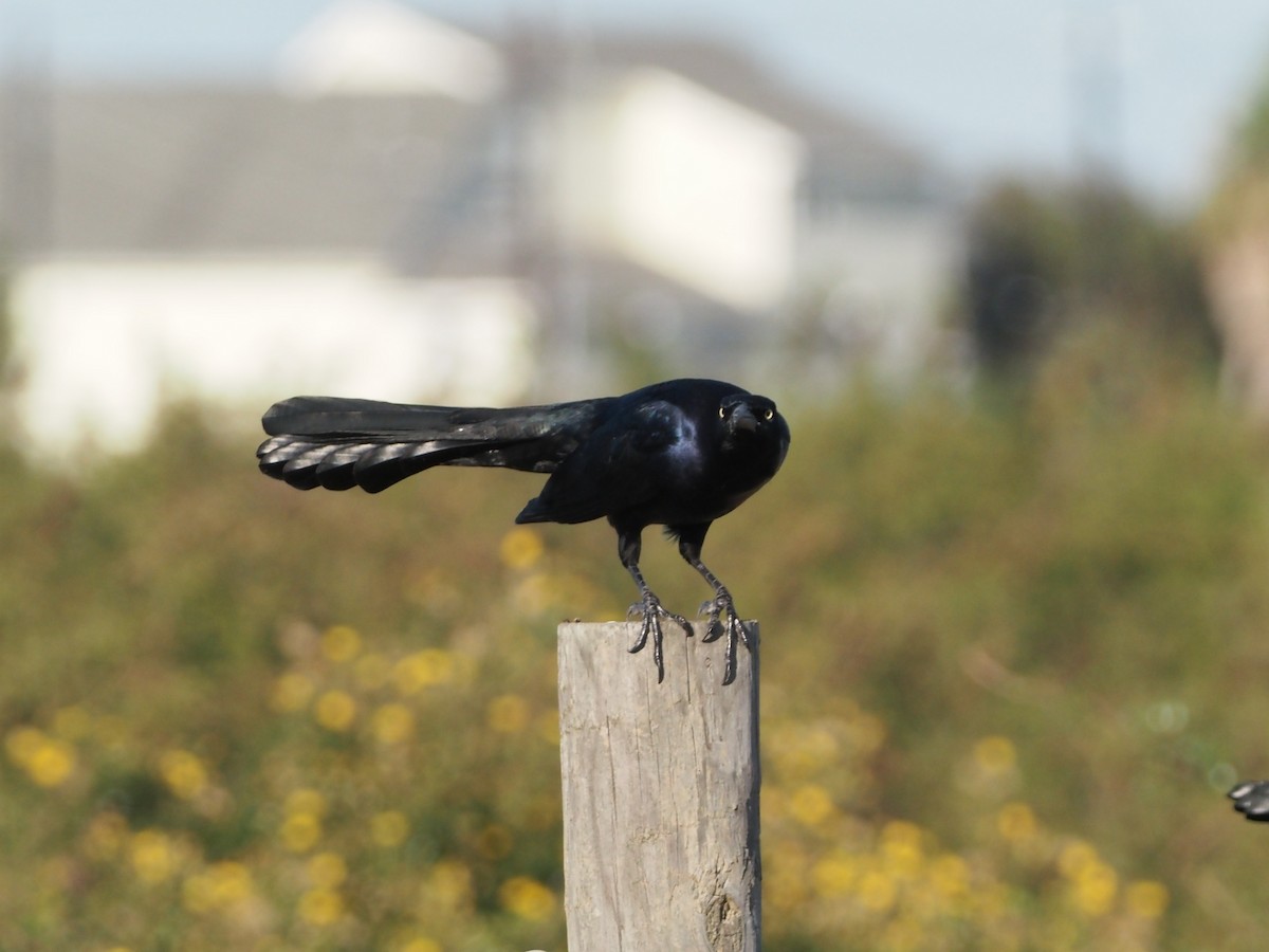Great-tailed Grackle - ML644622288
