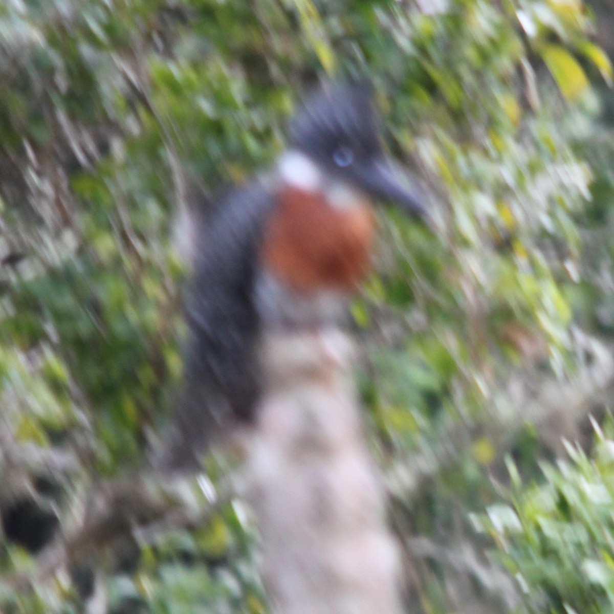 Giant Kingfisher - ML644622291