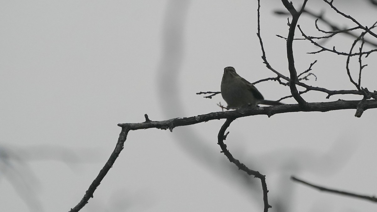 Cırcır Sesli Serçe - ML644622305