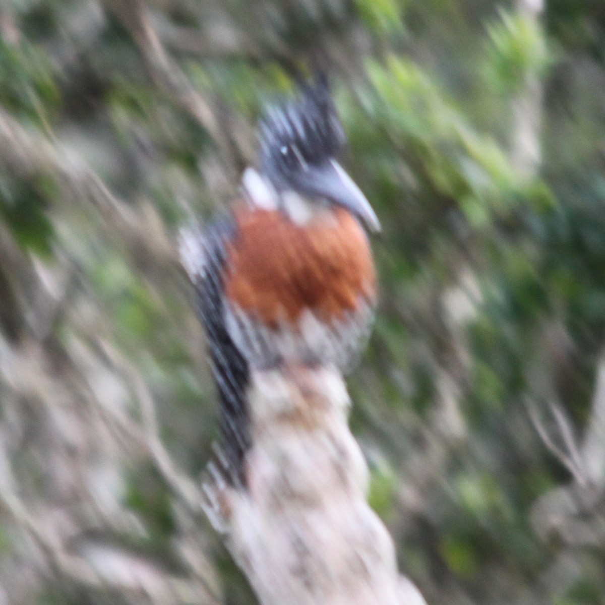 Giant Kingfisher - ML644622311