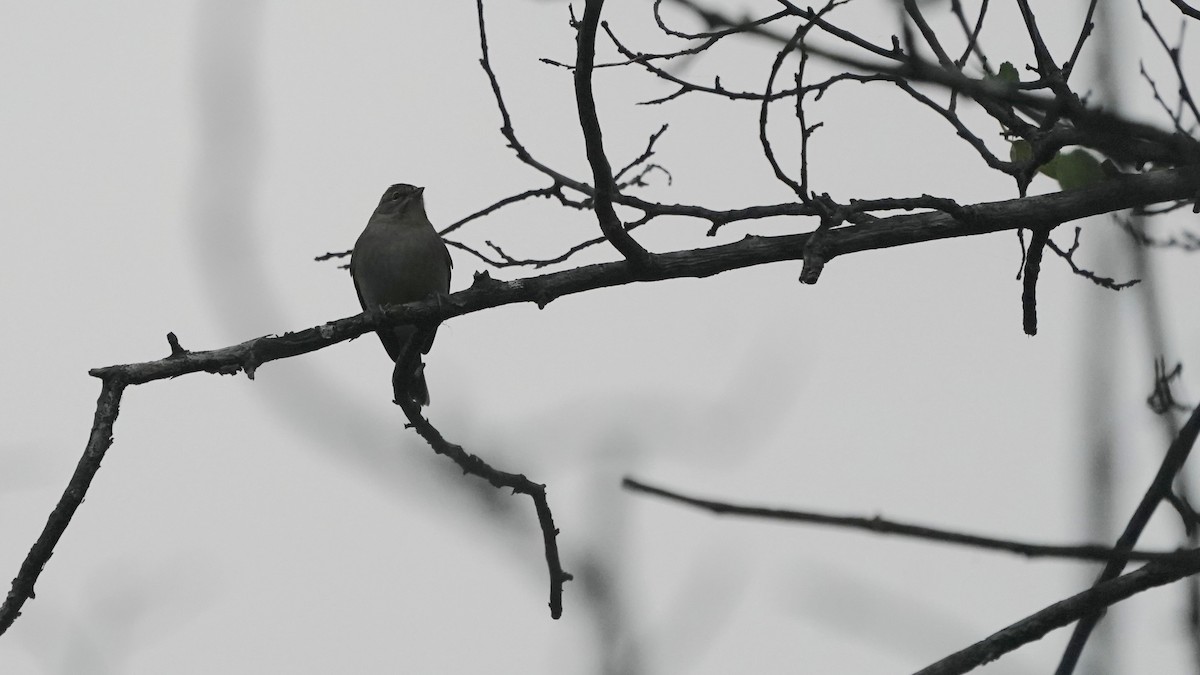 Cırcır Sesli Serçe - ML644622312