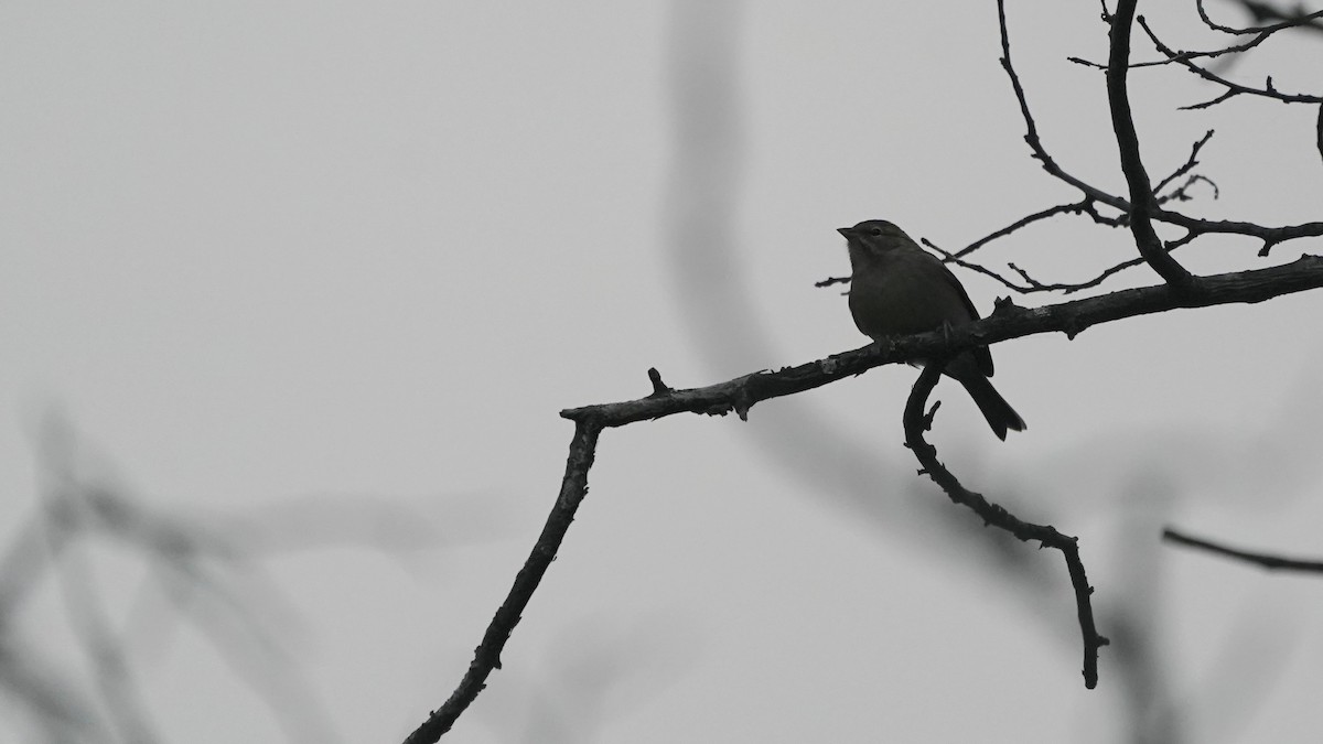 Cırcır Sesli Serçe - ML644622313