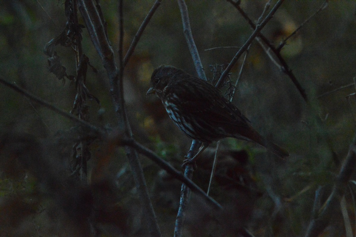 Fox Sparrow - ML644622315
