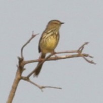 Drakensberg Prinia - ML644622321