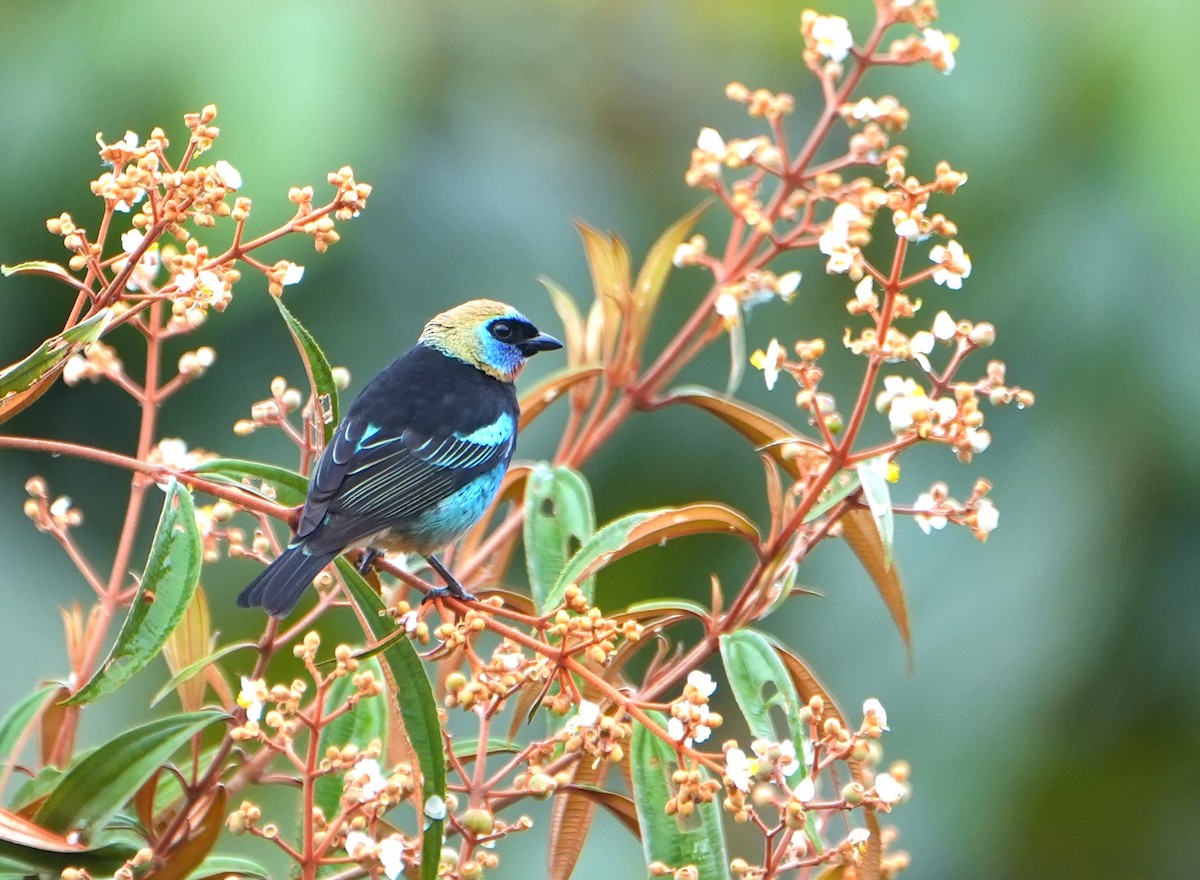 Golden-hooded Tanager - ML644622324