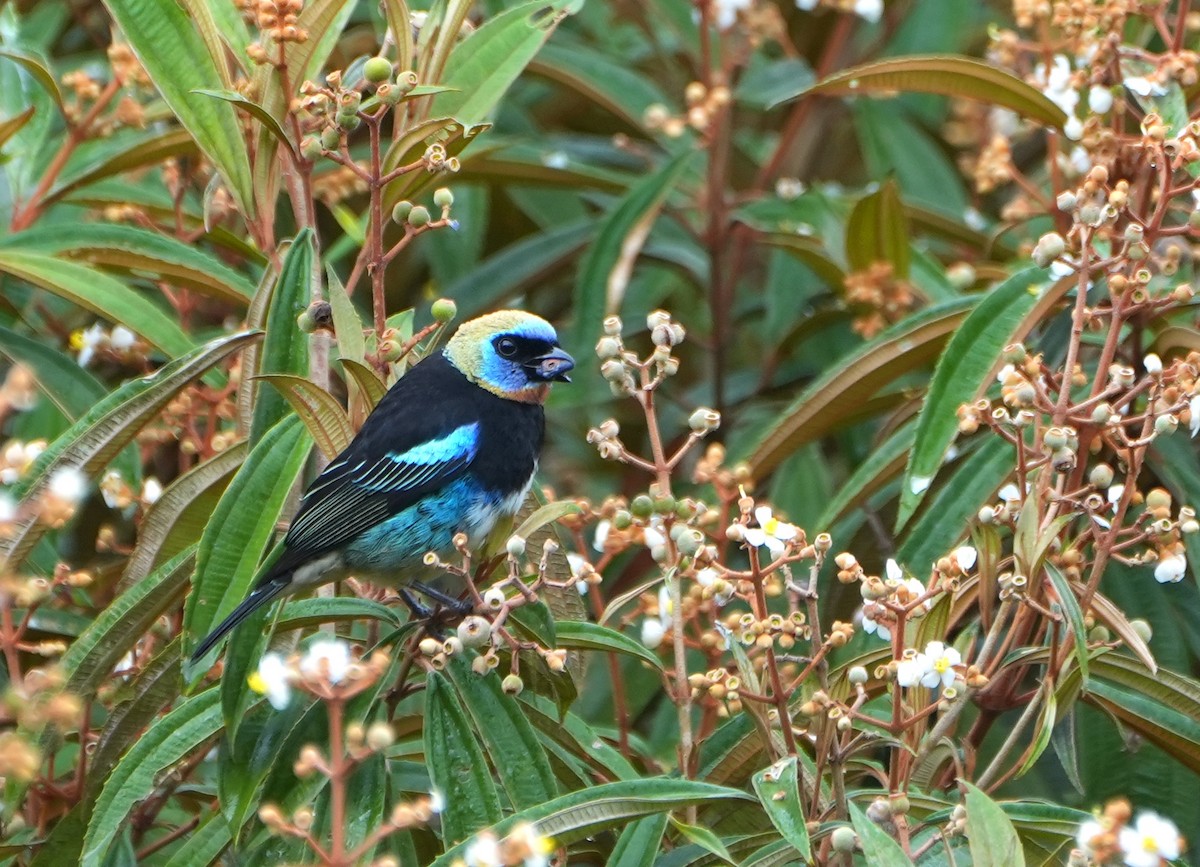 Golden-hooded Tanager - ML644622325