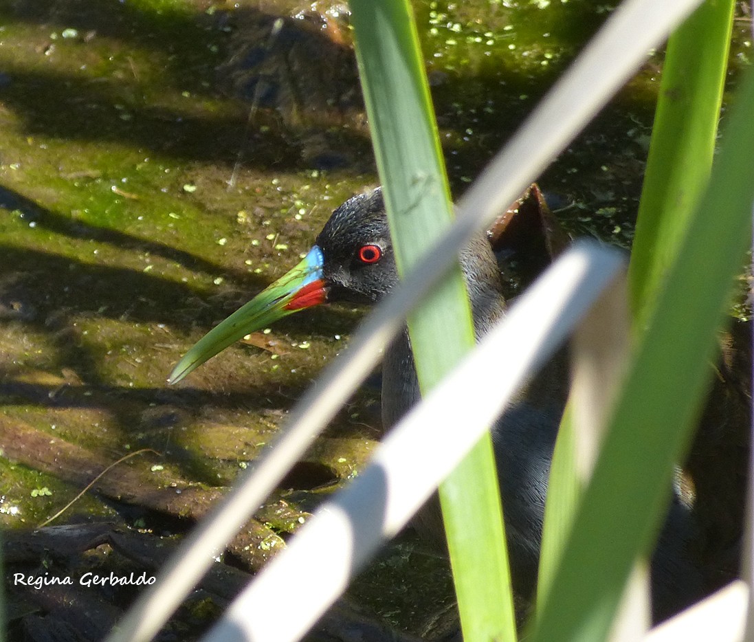 Plumbeous Rail - ML644622328