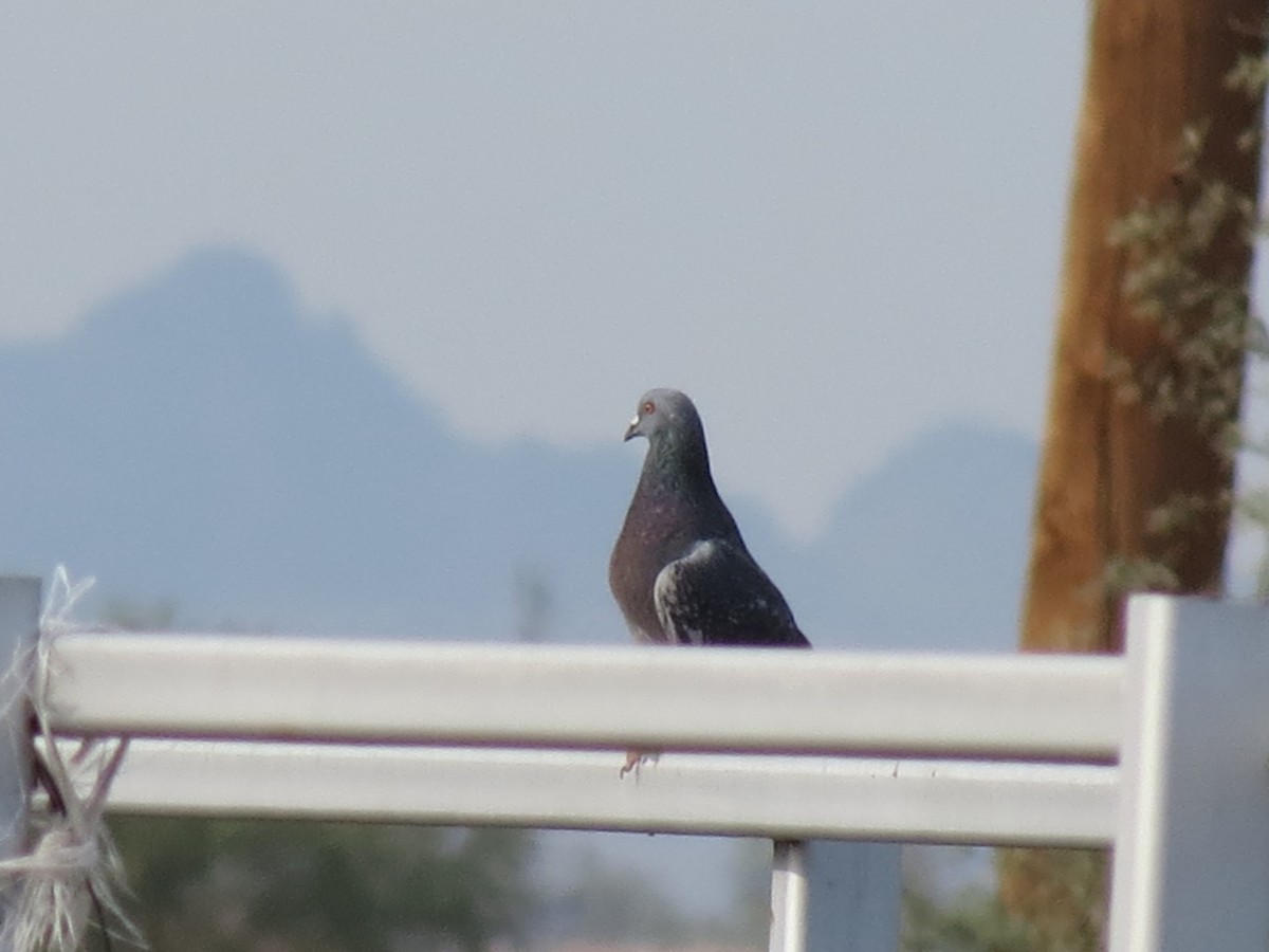 Голуб сизий (міський) - ML644622333