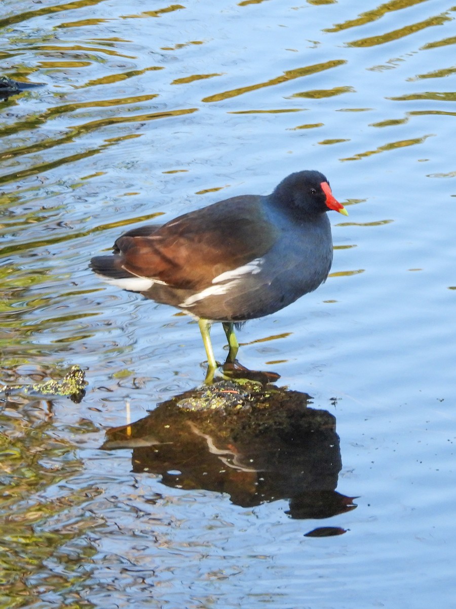 Common Gallinule - ML644622339