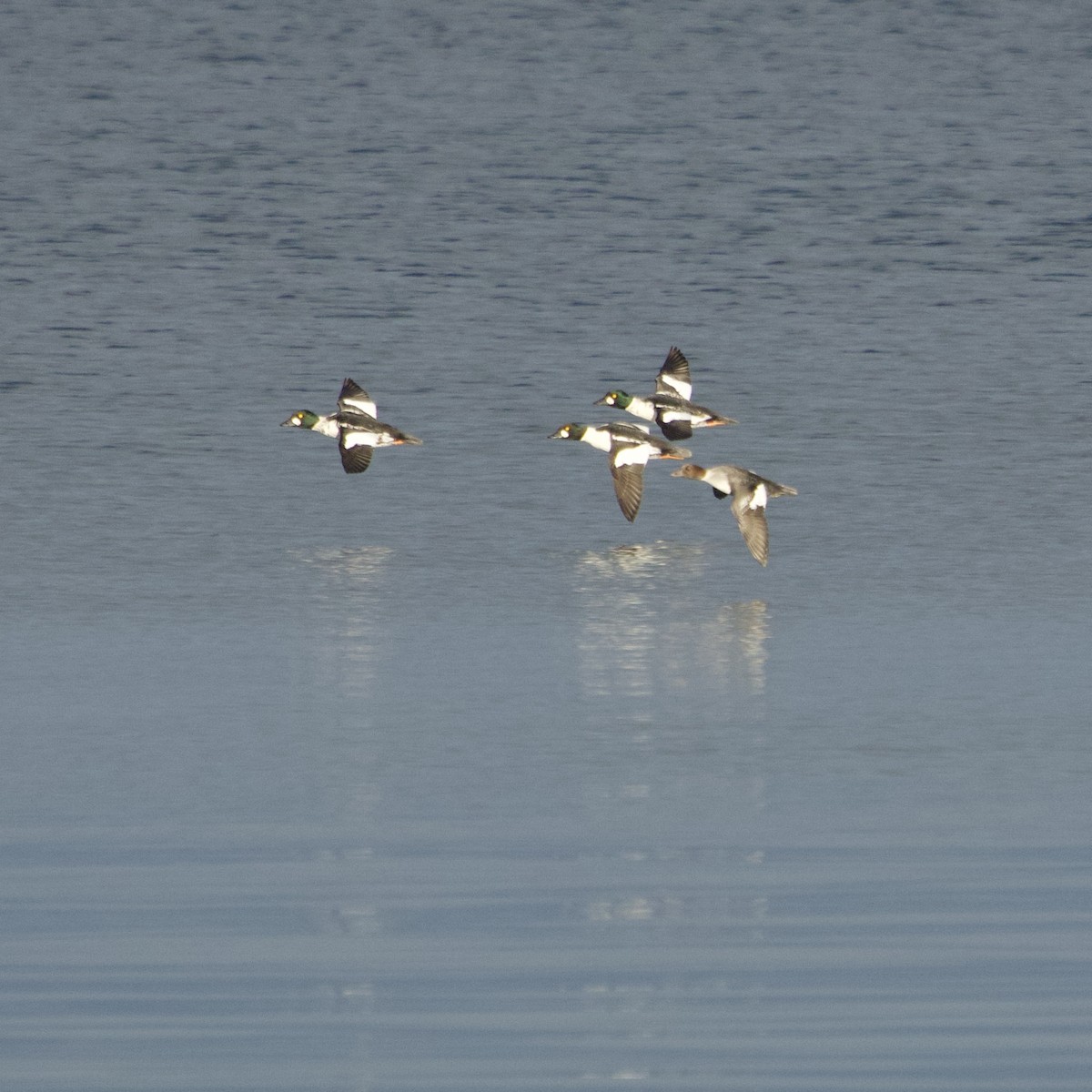 Common Goldeneye - ML644622350