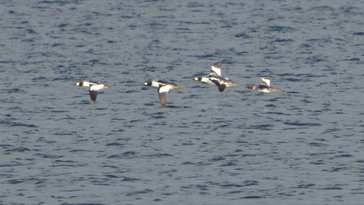 Common Goldeneye - ML644622351