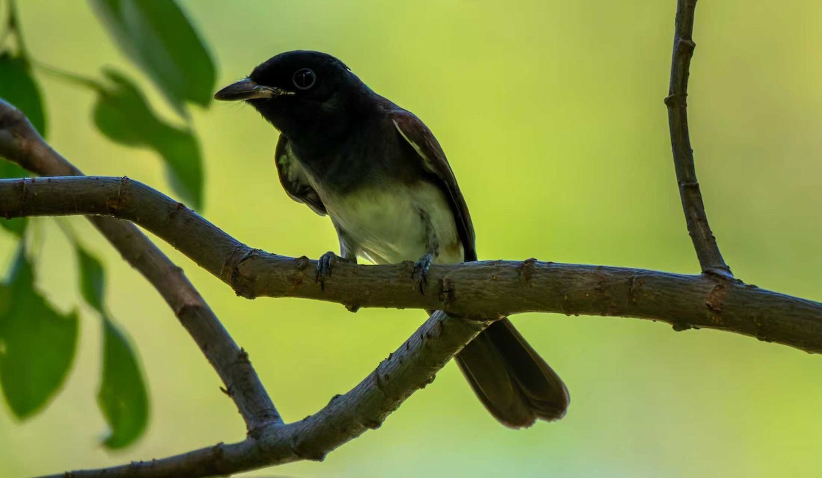 紫綬帶 - ML644622366