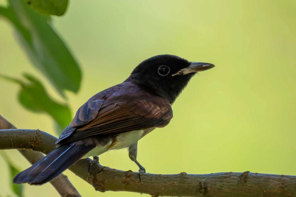 紫綬帶 - ML644622367