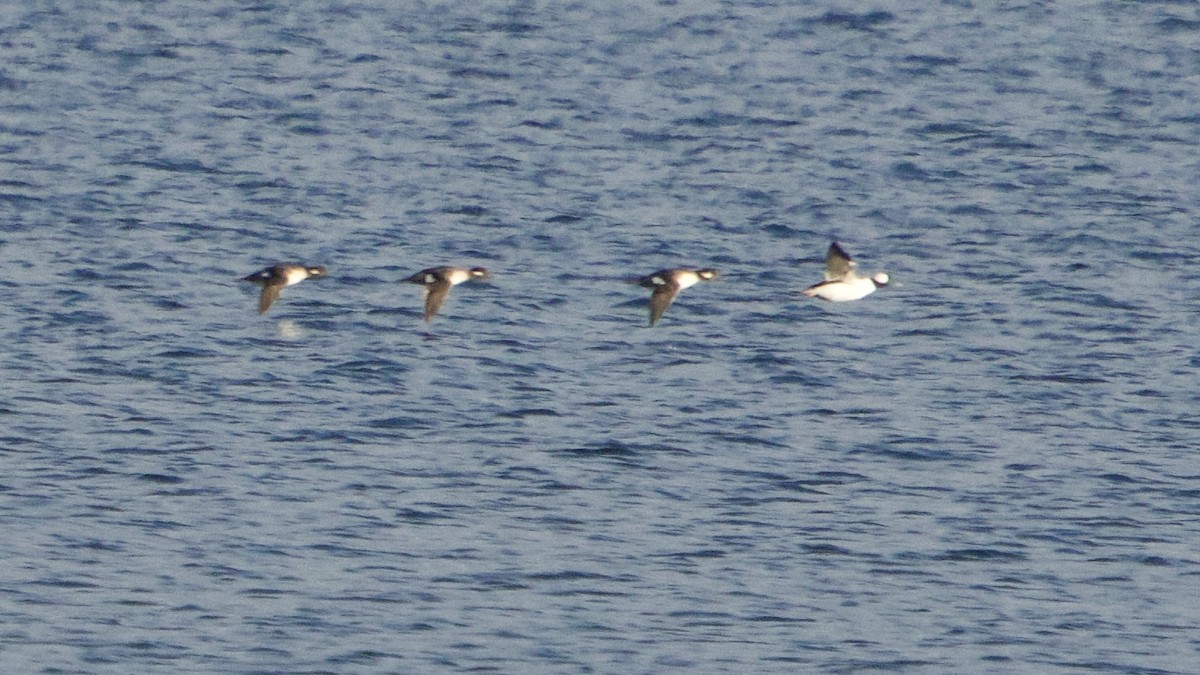 Bufflehead - ML644622368