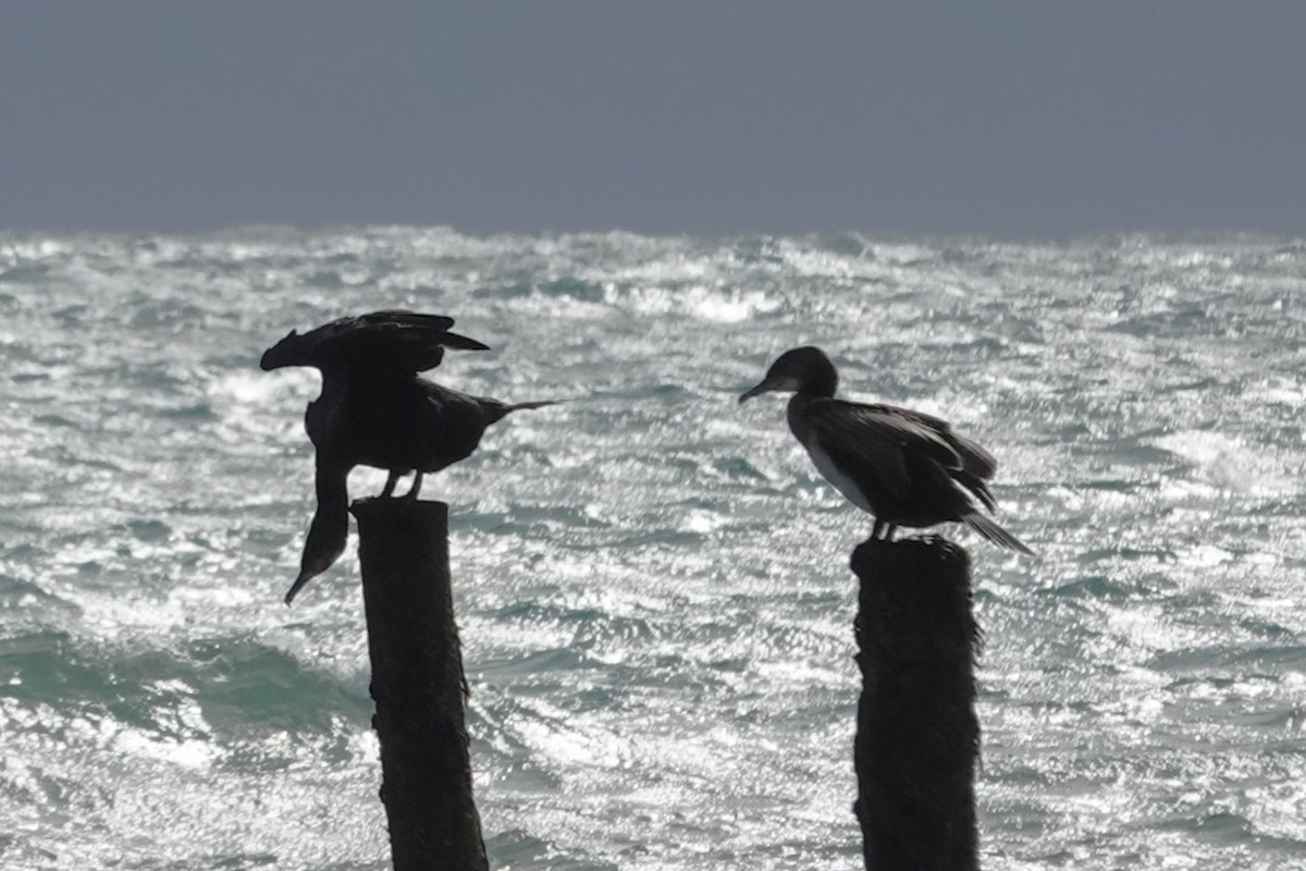 Cormorán Grande - ML644622371