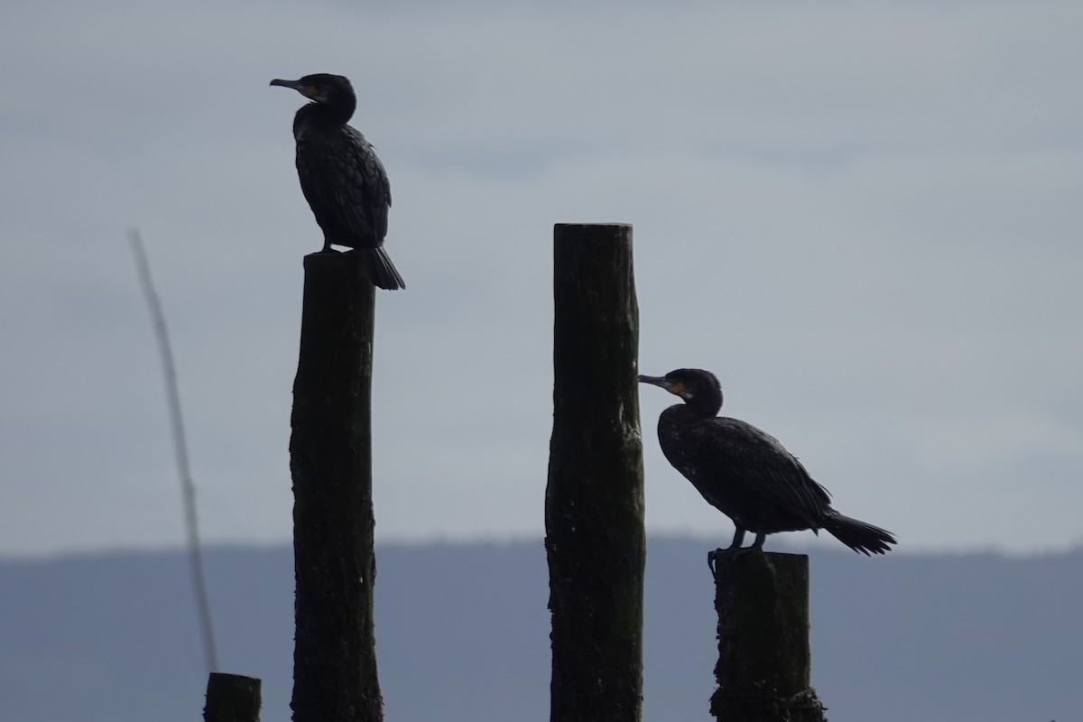 Cormorán Grande - ML644622372