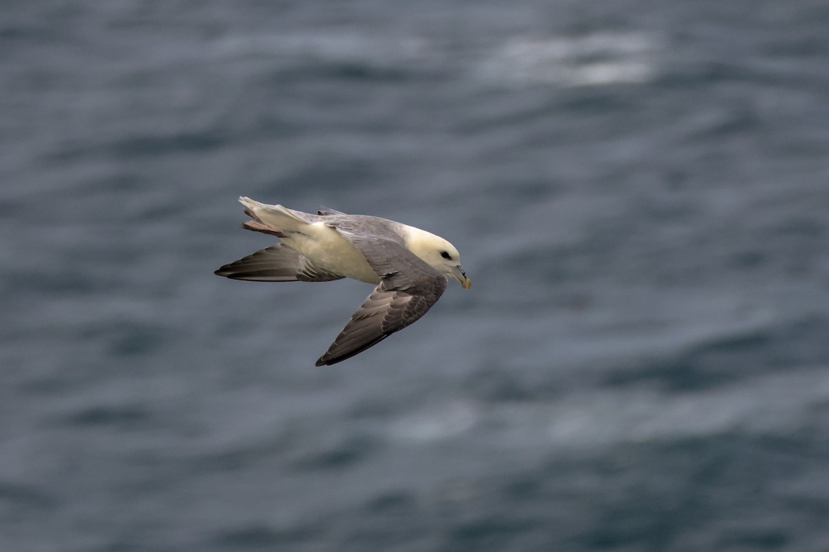 סערון שחפי - ML644622380