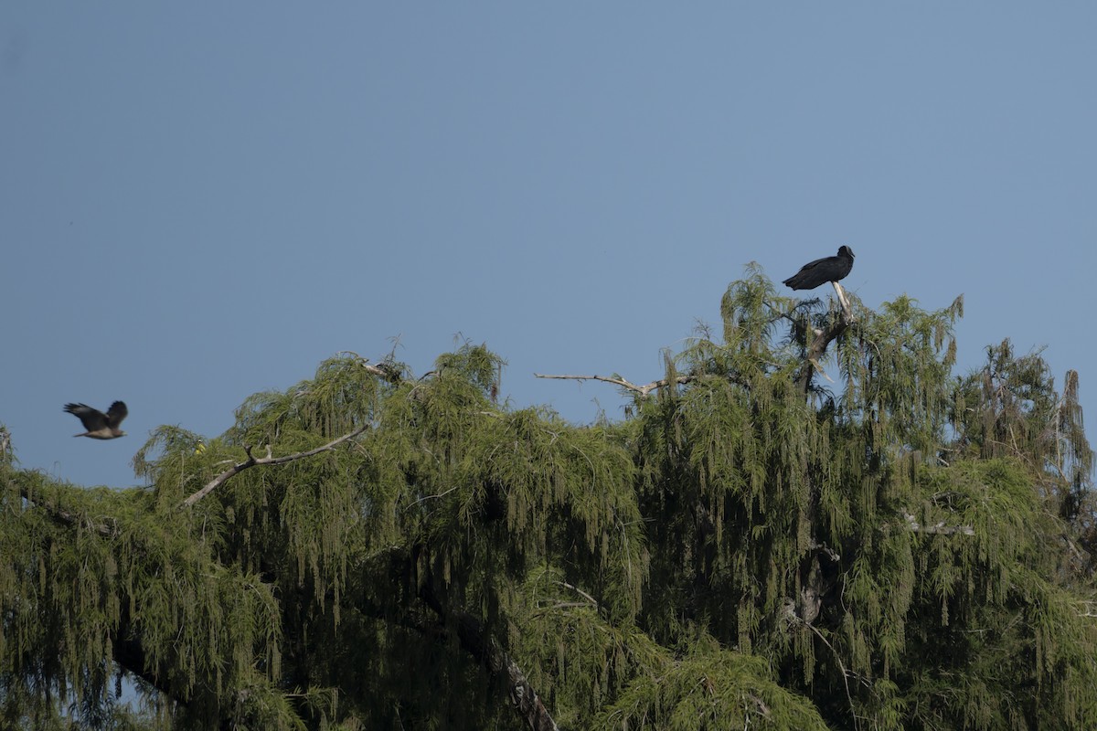 Black Vulture - ML644622386
