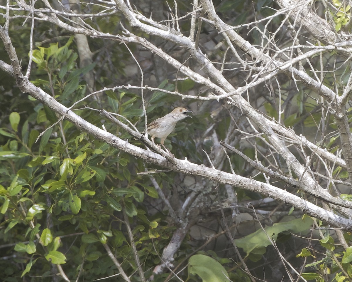 Rattling Cisticola - ML644622387