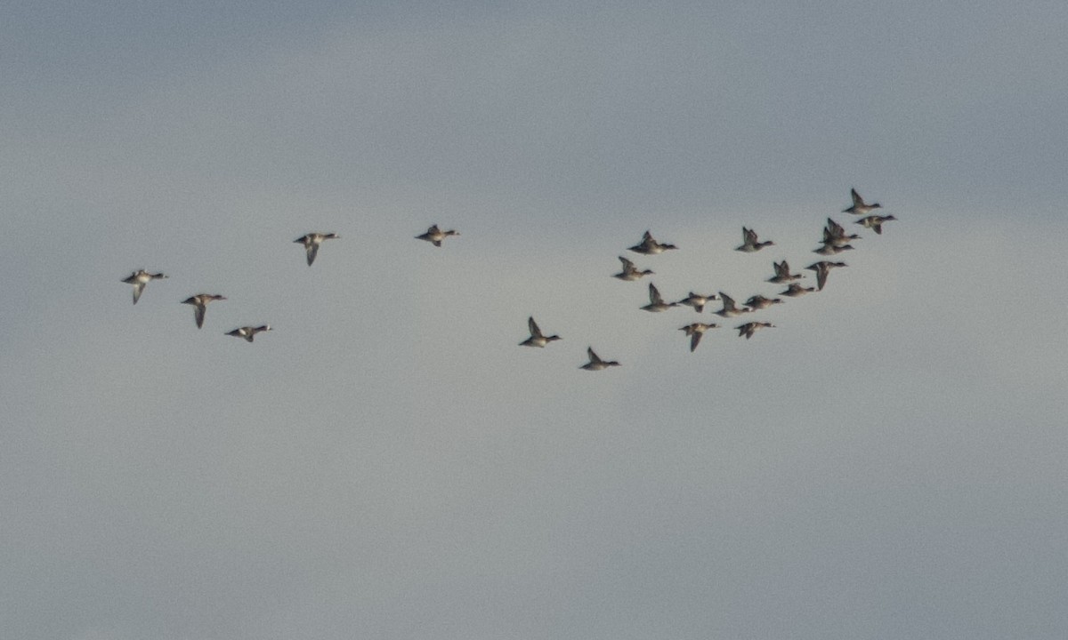 Greater Scaup - ML644622391