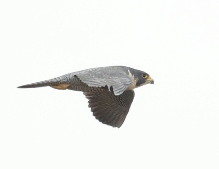 Peregrine Falcon - ML644622392