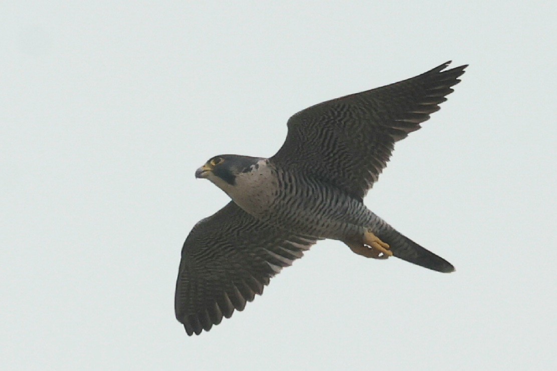 Peregrine Falcon - ML644622393