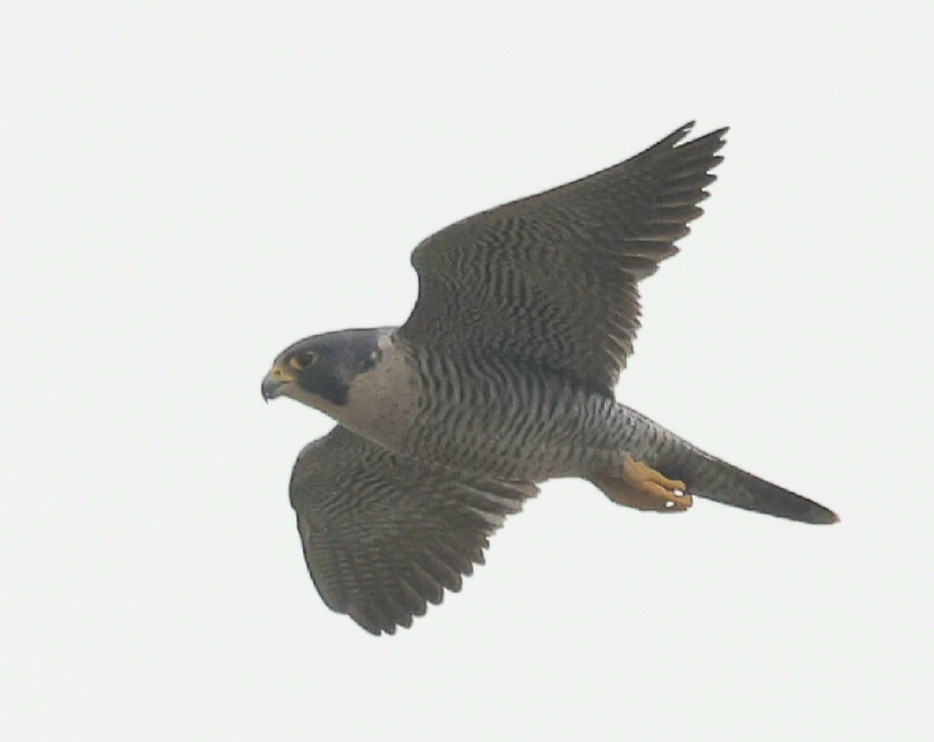 Peregrine Falcon - ML644622394