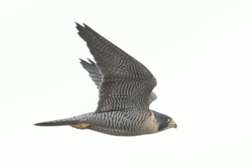 Peregrine Falcon - ML644622395