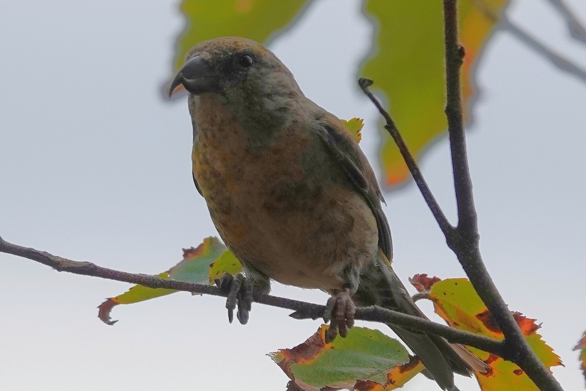 Red Crossbill - ML644622397