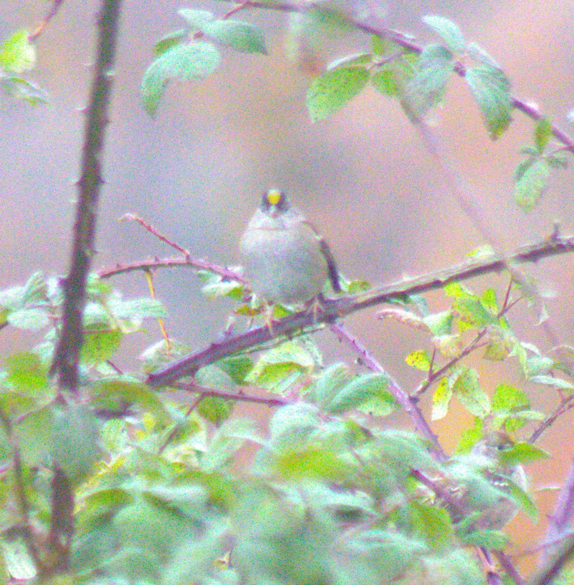 Golden-crowned Sparrow - ML644622405
