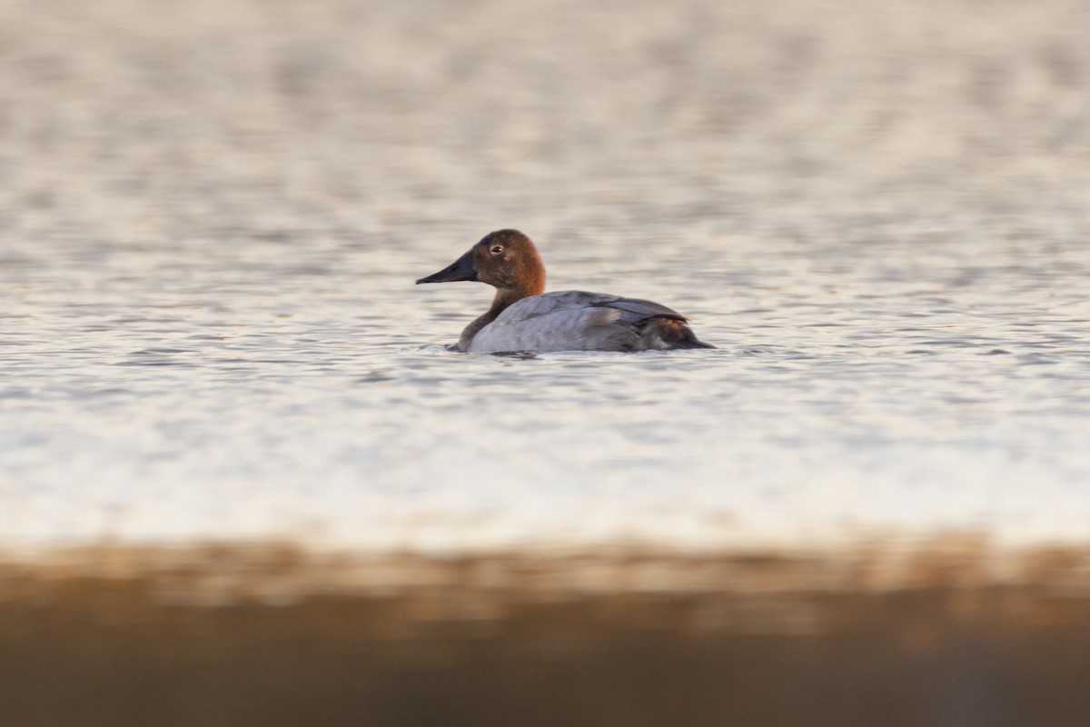 Porrón Coacoxtle - ML644622408