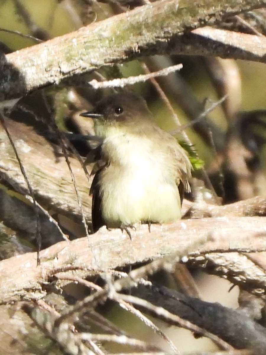 Mosquero Fibí - ML644622413