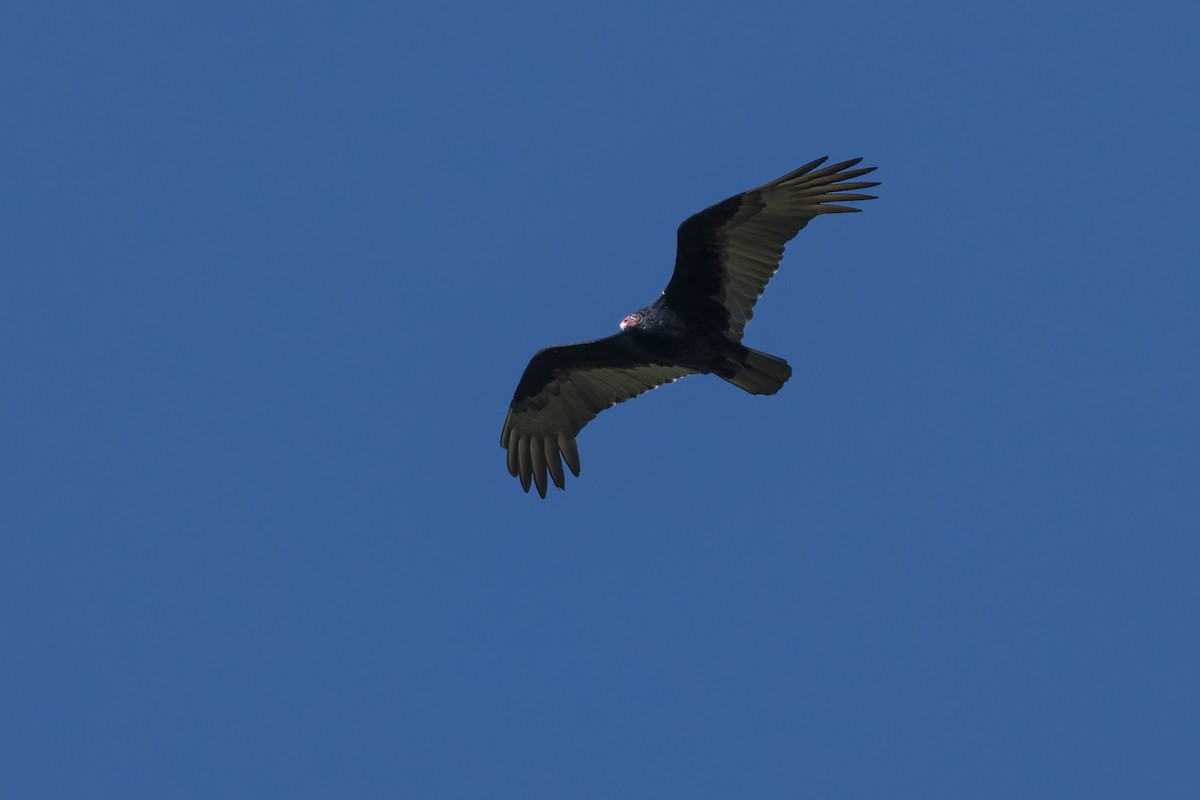 Turkey Vulture - ML644622415