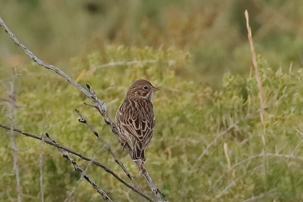 Akşamcı Serçe - ML644622426