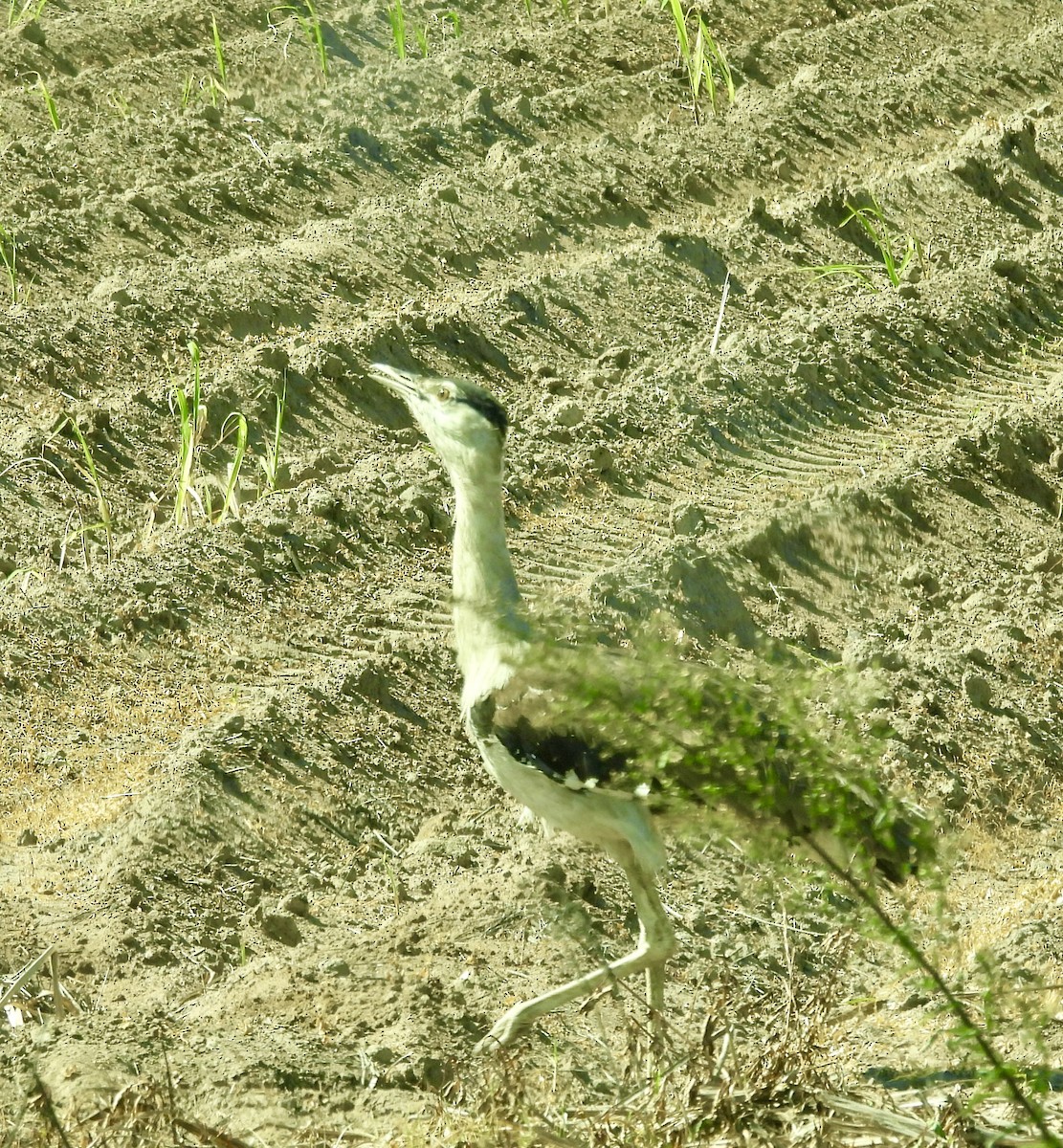 オーストラリアオオノガン - ML644622429