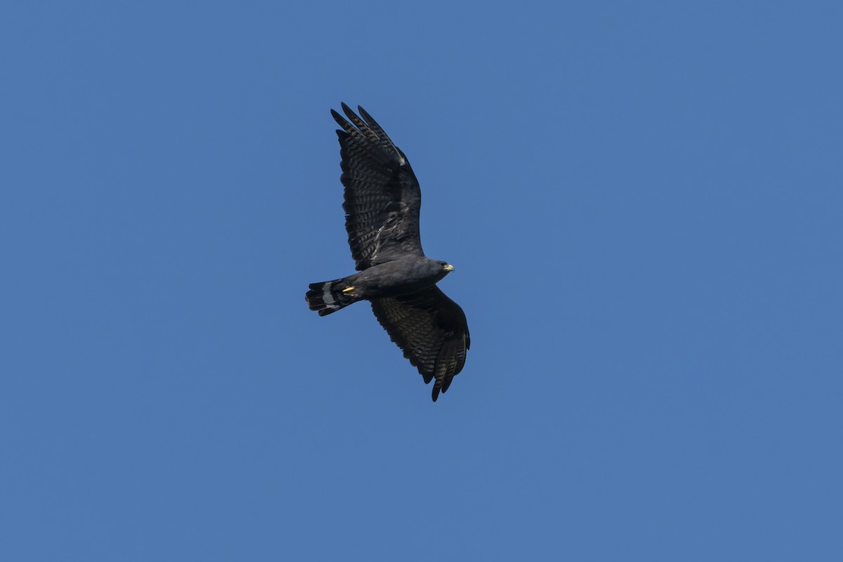 Zone-tailed Hawk - ML644622432