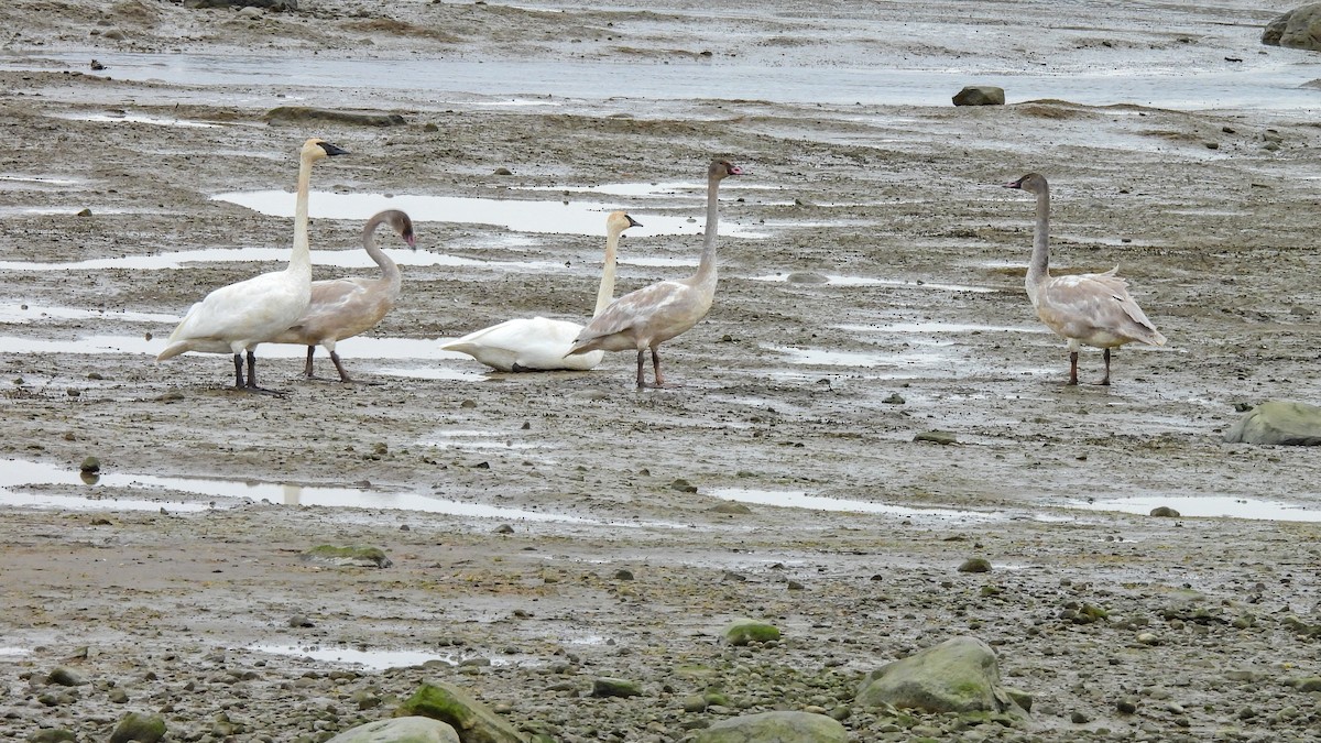 Trumpeter Swan - ML644622434